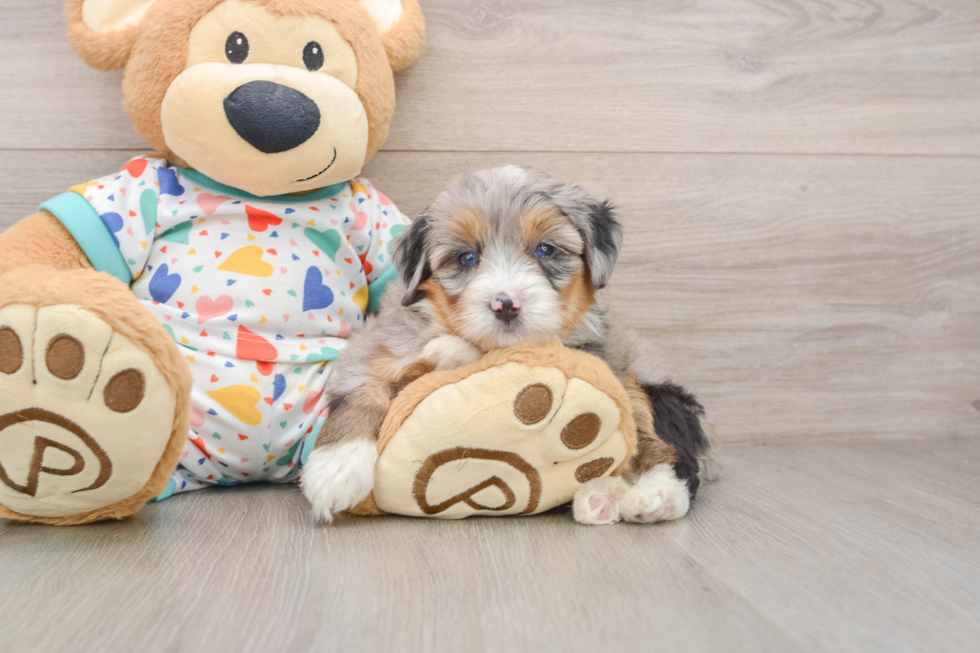Funny Mini Bernedoodle Poodle Mix Pup
