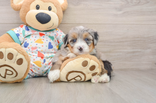 Funny Mini Bernedoodle Poodle Mix Pup