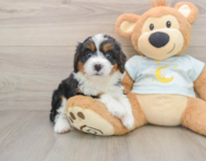 8 week old Mini Bernedoodle Puppy For Sale - Seaside Pups