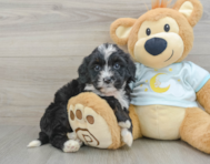 8 week old Mini Bernedoodle Puppy For Sale - Seaside Pups