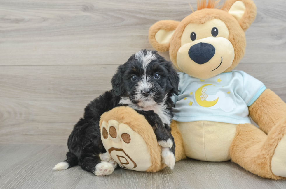 7 week old Mini Bernedoodle Puppy For Sale - Seaside Pups