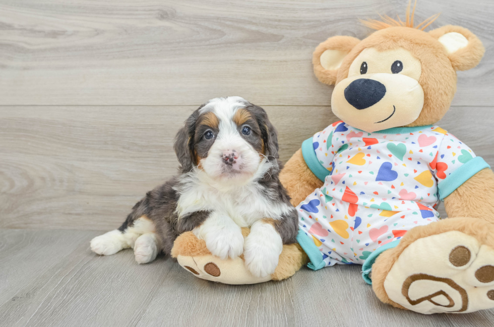 6 week old Mini Bernedoodle Puppy For Sale - Seaside Pups