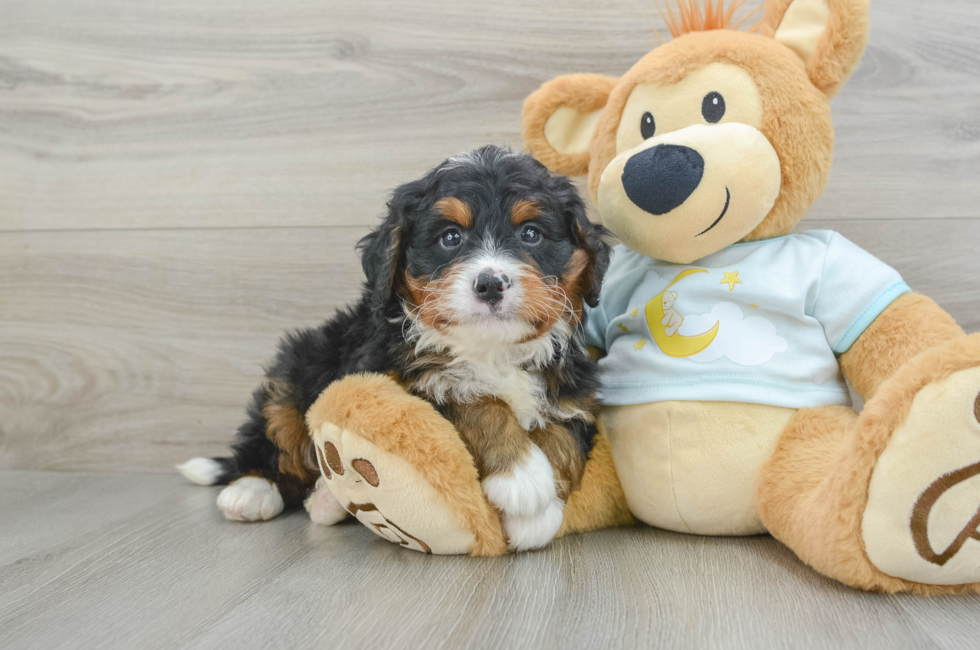 6 week old Mini Bernedoodle Puppy For Sale - Seaside Pups