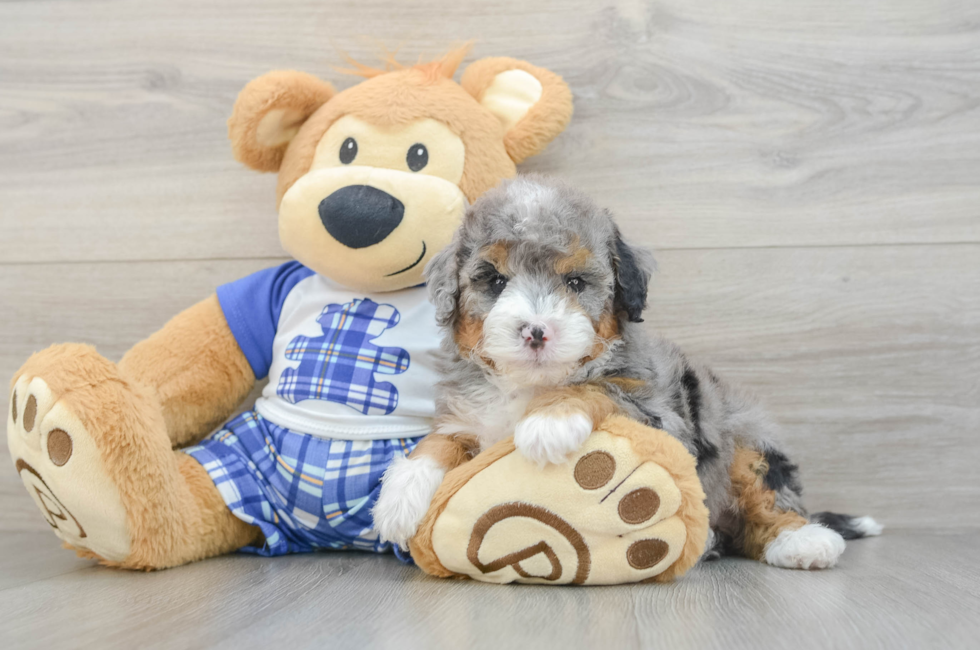 6 week old Mini Bernedoodle Puppy For Sale - Seaside Pups
