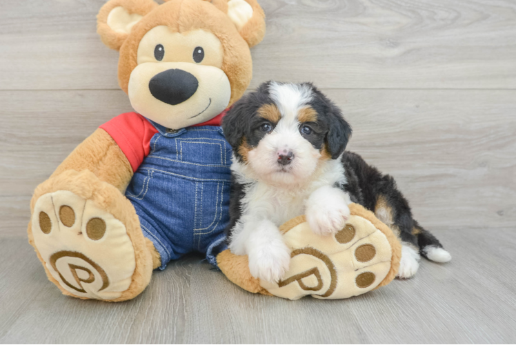 Mini Bernedoodle Pup Being Cute