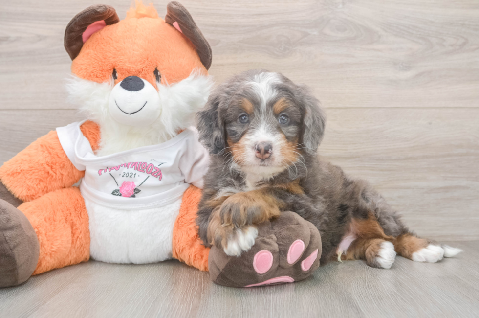 5 week old Mini Bernedoodle Puppy For Sale - Seaside Pups