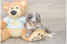 Energetic Bernadoodle Poodle Mix Puppy