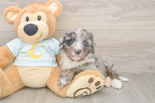 Energetic Bernadoodle Poodle Mix Puppy