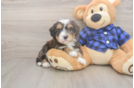Mini Bernedoodle Puppy for Adoption