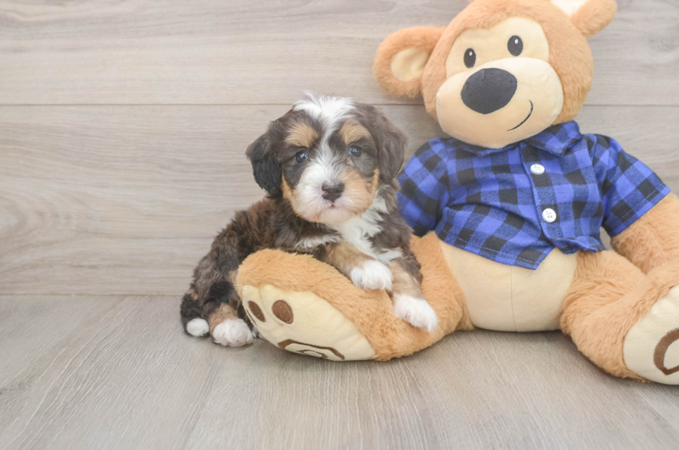 5 week old Mini Bernedoodle Puppy For Sale - Seaside Pups