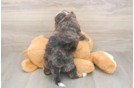 Cute Mini Bernedoodle Baby