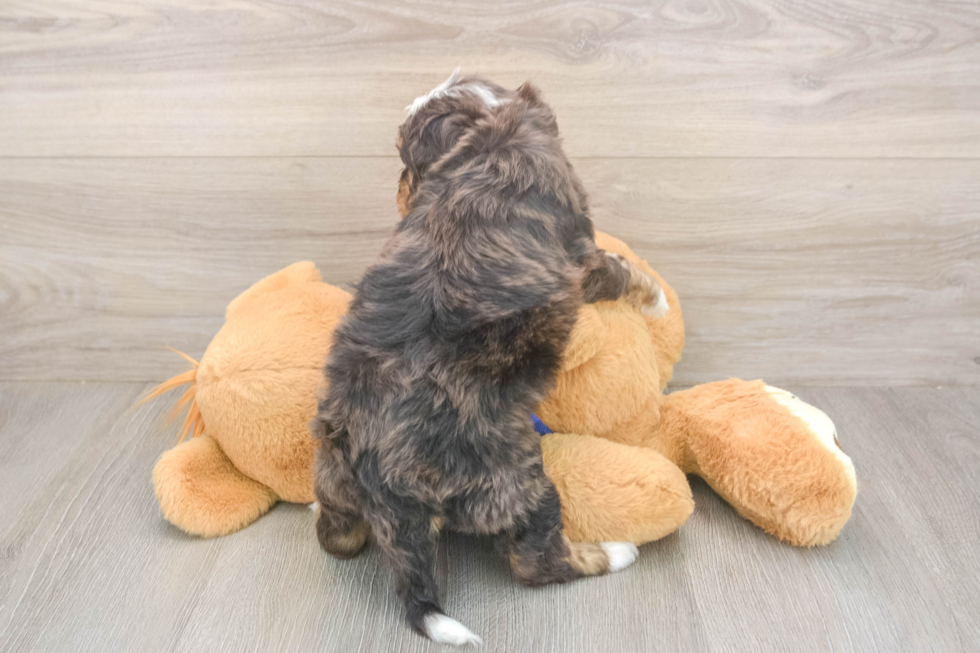 Cute Mini Bernedoodle Baby