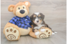 Hypoallergenic Mini Bernesepoo Poodle Mix Puppy
