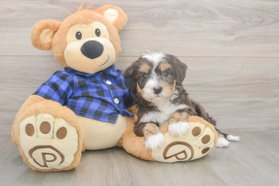 Hypoallergenic Mini Bernesepoo Poodle Mix Puppy