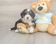5 week old Mini Bernedoodle Puppy For Sale - Seaside Pups