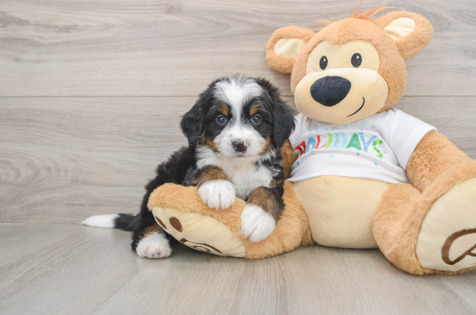5 week old Mini Bernedoodle Puppy For Sale - Seaside Pups