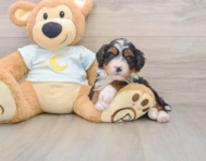 5 week old Mini Bernedoodle Puppy For Sale - Seaside Pups