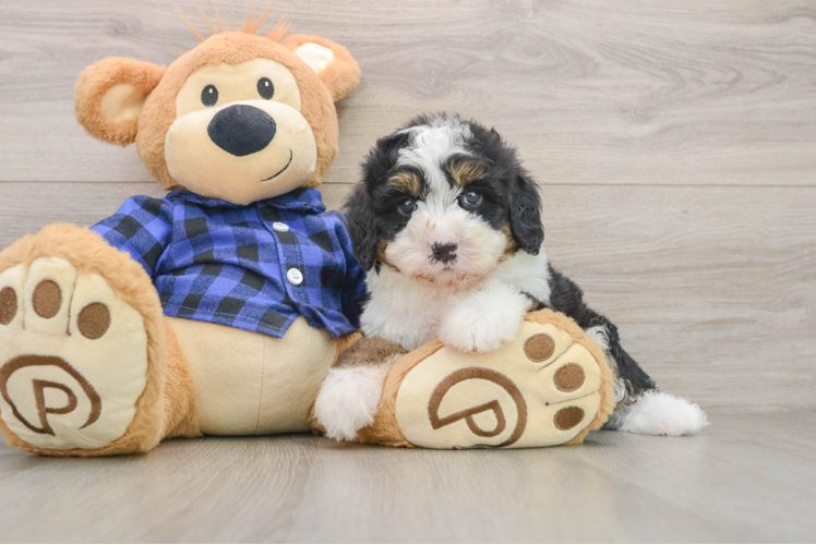 Mini Bernedoodle Puppy for Adoption