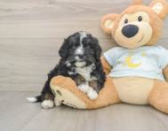 6 week old Mini Bernedoodle Puppy For Sale - Seaside Pups