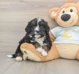 7 week old Mini Bernedoodle Puppy For Sale - Seaside Pups