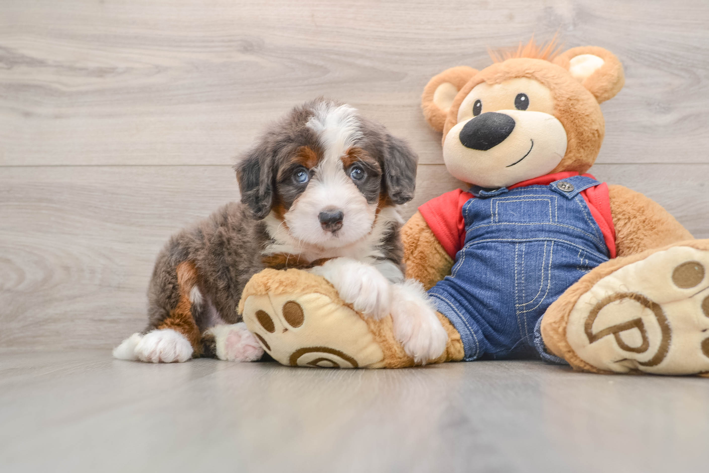 Mini Bernedoodle Pup Being Cute