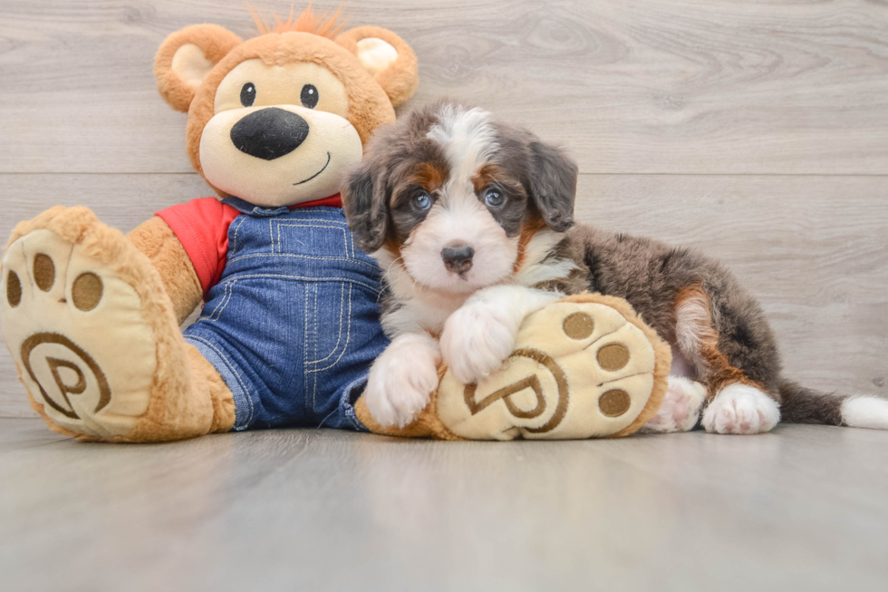 Small Mini Bernedoodle Baby