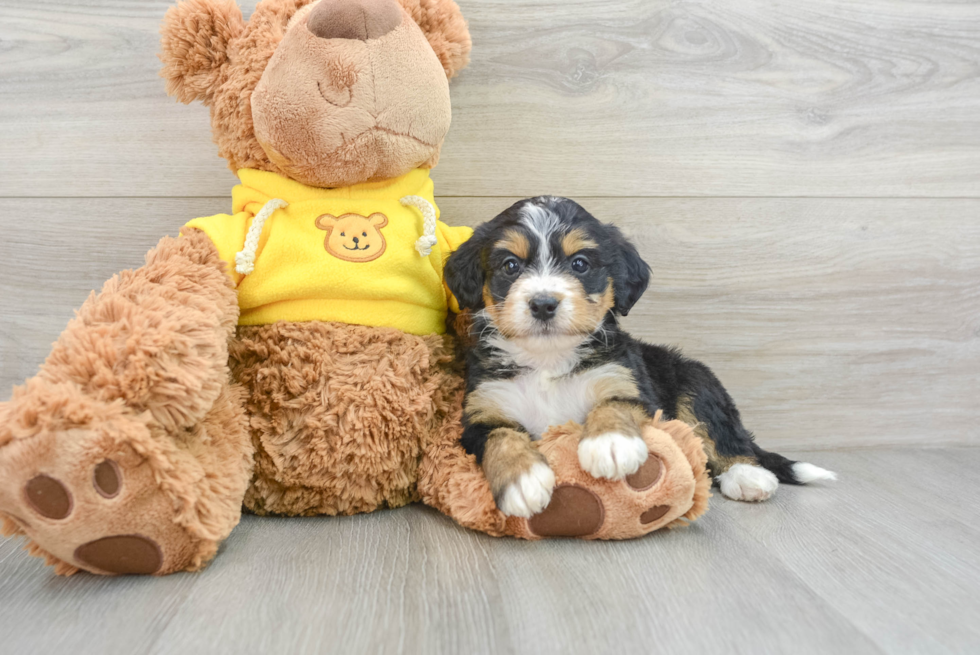 Fluffy Mini Bernedoodle Poodle Mix Pup