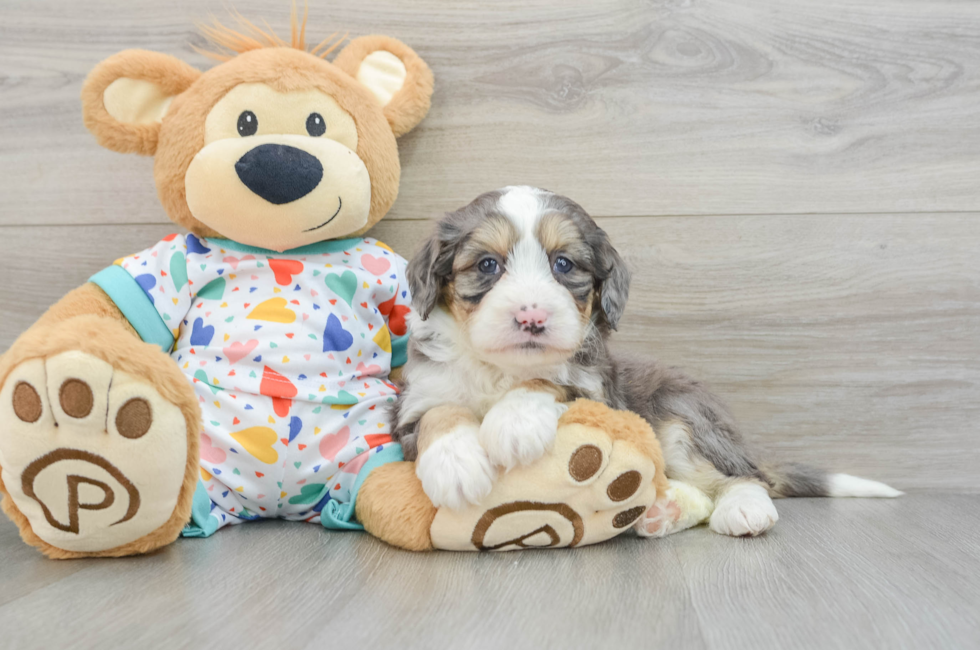 6 week old Mini Bernedoodle Puppy For Sale - Seaside Pups