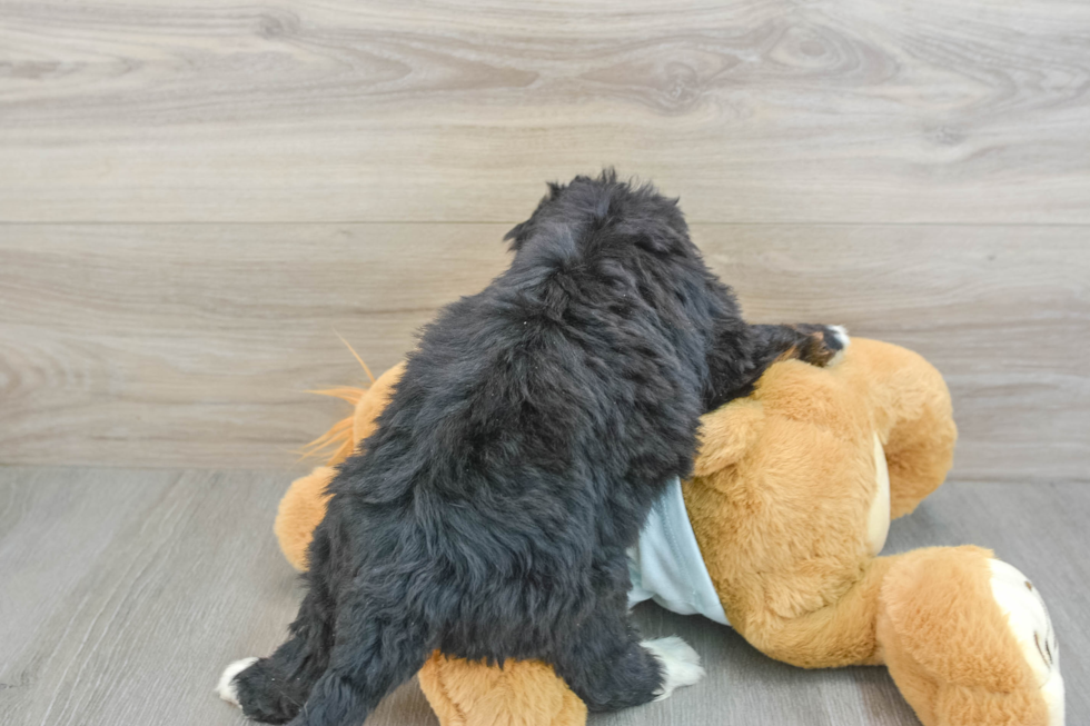 Happy Mini Bernedoodle Baby