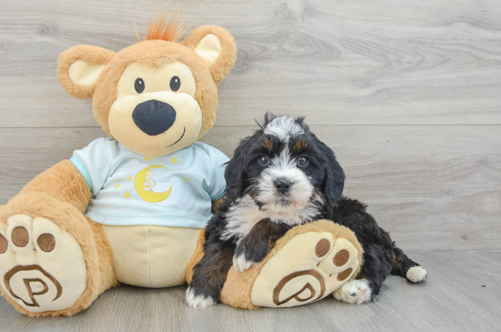 7 week old Mini Bernedoodle Puppy For Sale - Seaside Pups