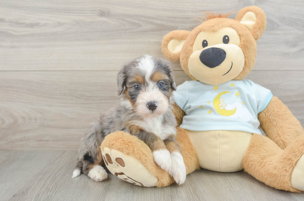 5 week old Mini Bernedoodle Puppy For Sale - Seaside Pups