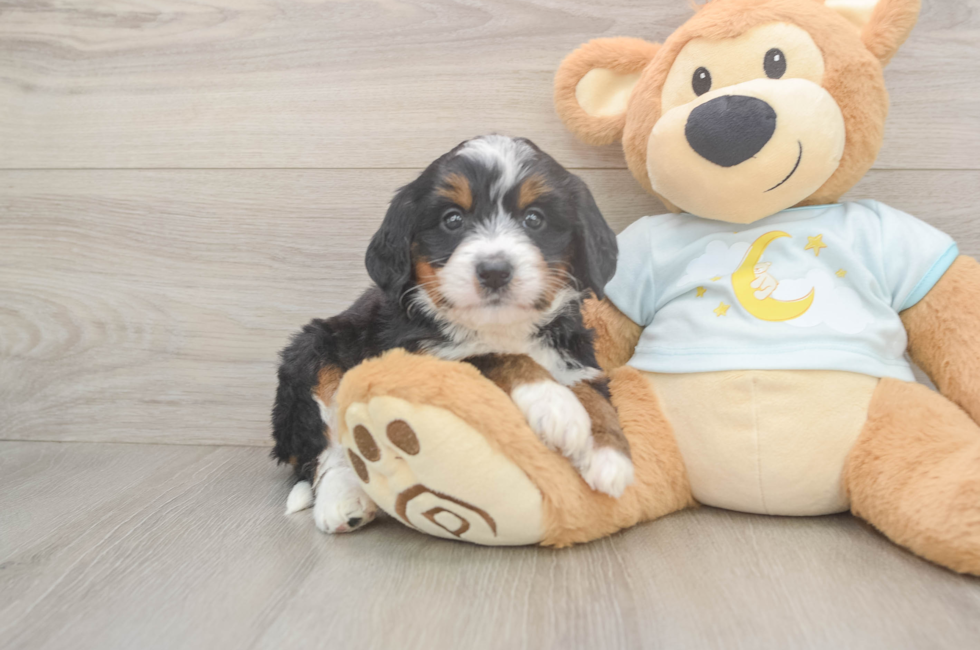 5 week old Mini Bernedoodle Puppy For Sale - Seaside Pups