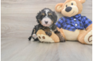 Little Mini Bernadoodle Poodle Mix Puppy