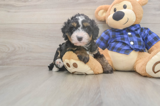 Little Mini Bernadoodle Poodle Mix Puppy