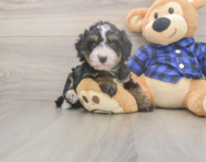 6 week old Mini Bernedoodle Puppy For Sale - Seaside Pups 6 week old Mini Bernedoodle Puppy For Sale - Seaside Pups