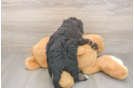 Best Mini Bernedoodle Baby