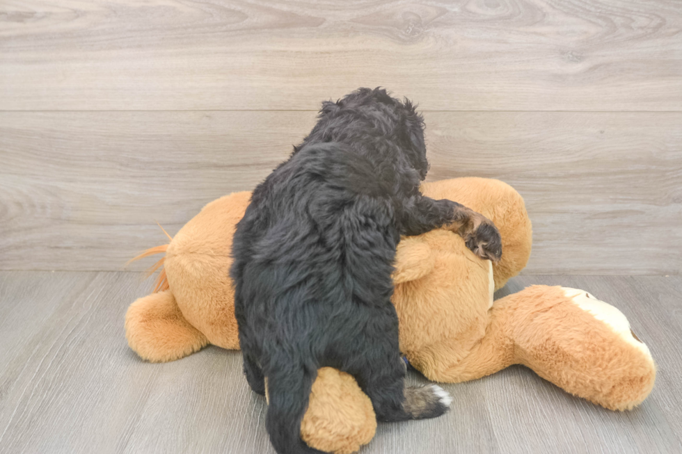Best Mini Bernedoodle Baby
