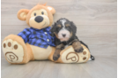 Sweet Mini Bernedoodle Baby