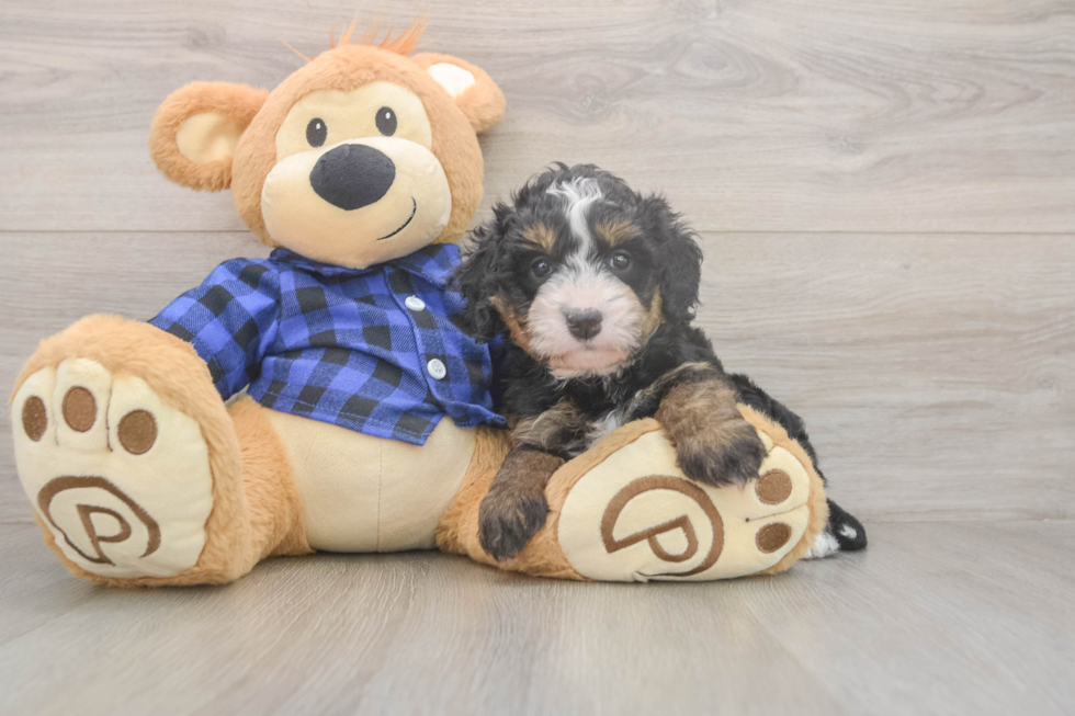 Sweet Mini Bernedoodle Baby