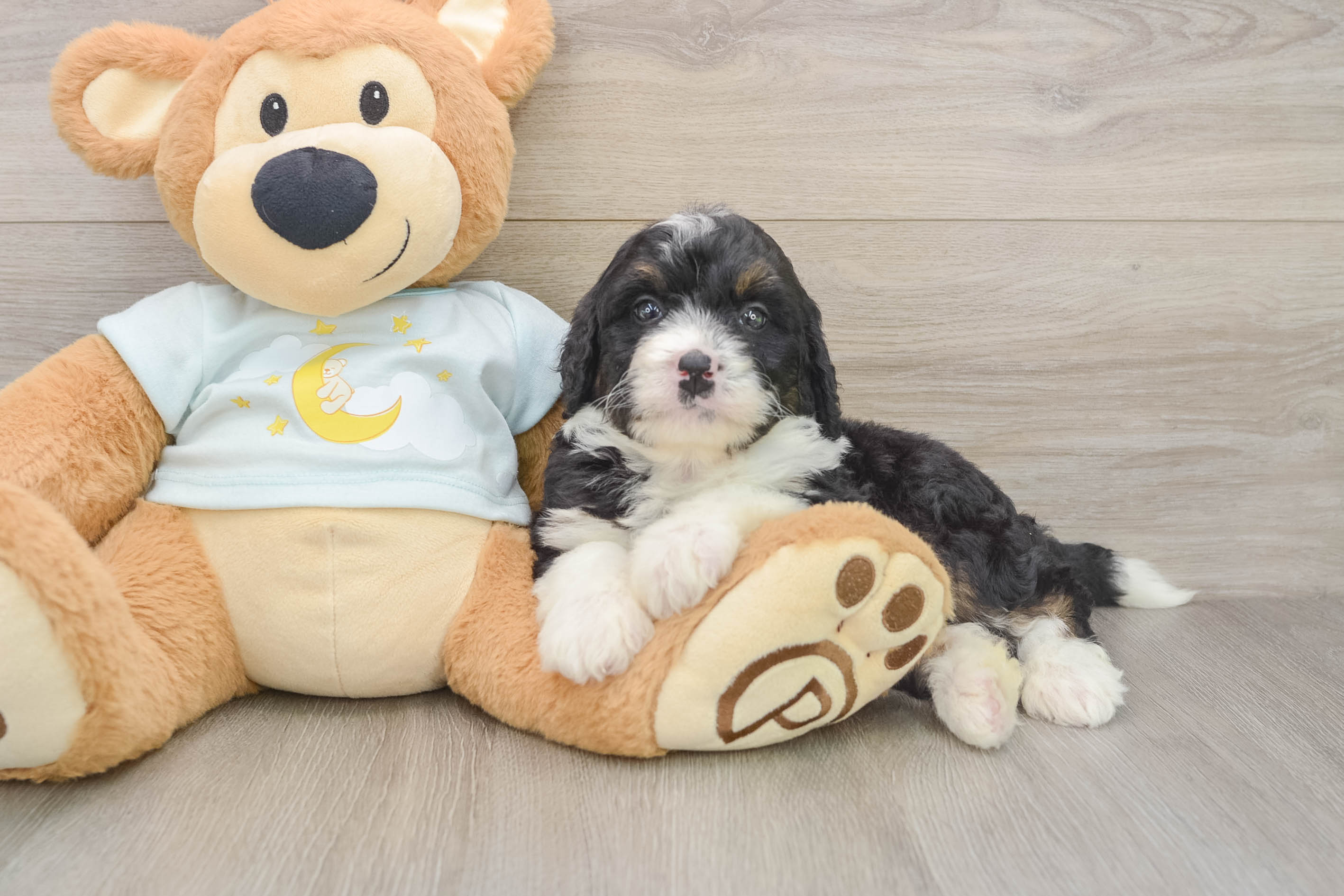 Fluffy Mini Bernedoodle Poodle Mix Pup