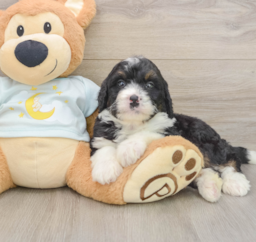 7 week old Mini Bernedoodle Puppy For Sale - Seaside Pups