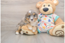 Cute Mini Bernedoodle Baby