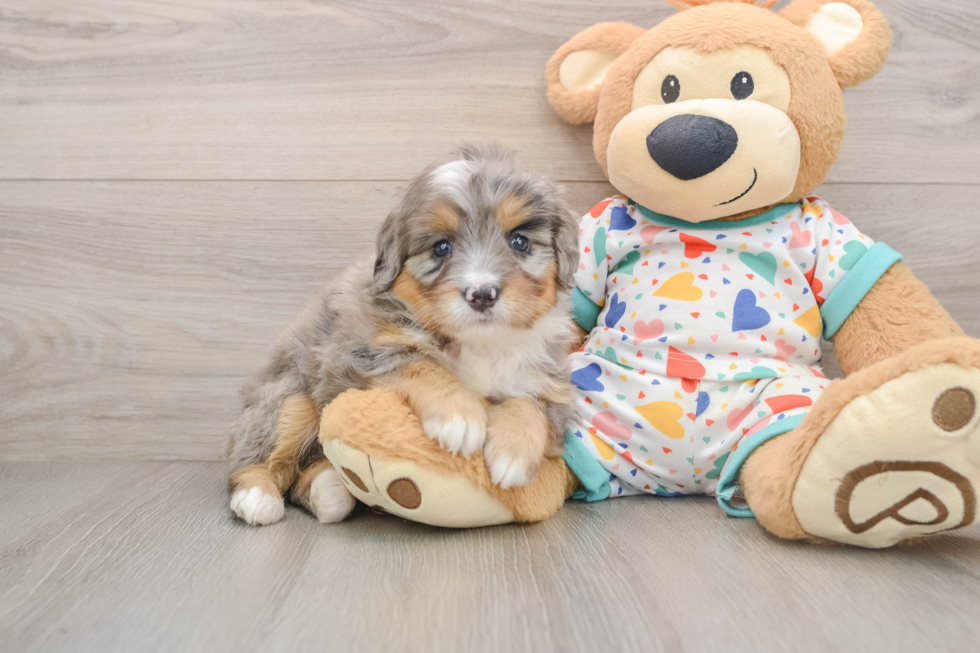 Cute Mini Bernedoodle Baby