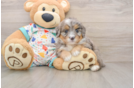 Cute Mini Bernedoodle Baby