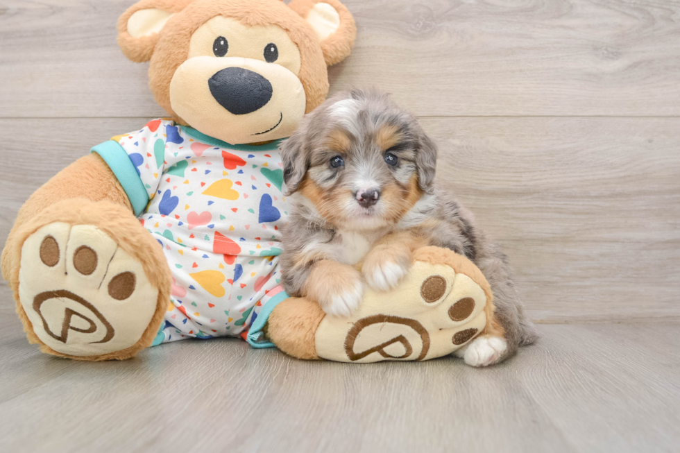 Cute Mini Bernedoodle Baby