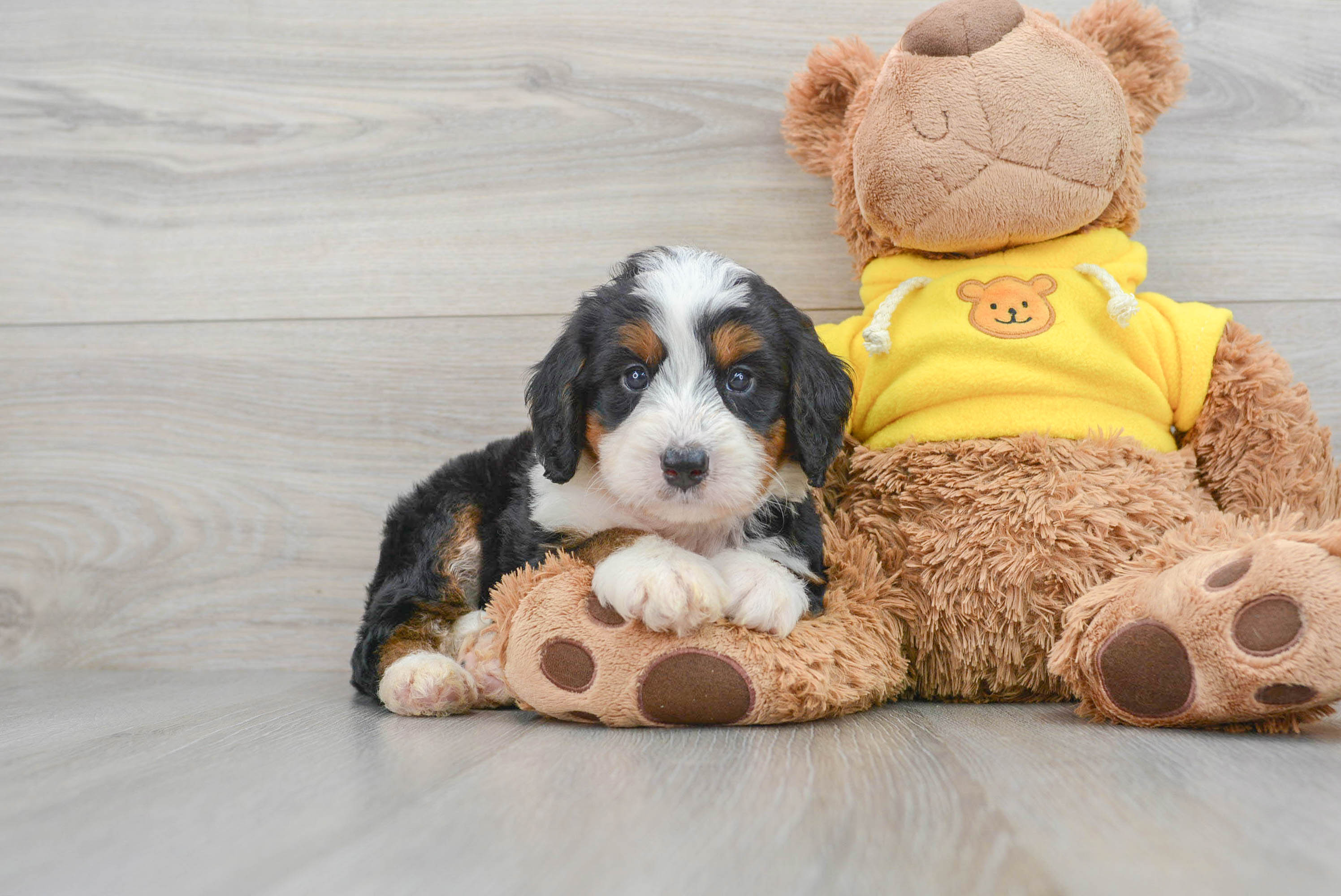 Toy poodle and bernese mountain clearance dog