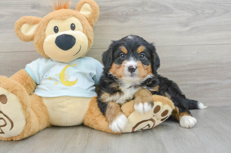 6 week old Mini Bernedoodle Puppy For Sale - Seaside Pups