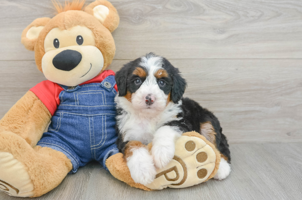 5 week old Mini Bernedoodle Puppy For Sale - Seaside Pups