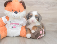 7 week old Mini Bernedoodle Puppy For Sale - Seaside Pups