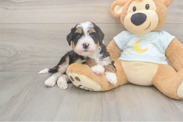 Mini Bernedoodle Puppy for Adoption